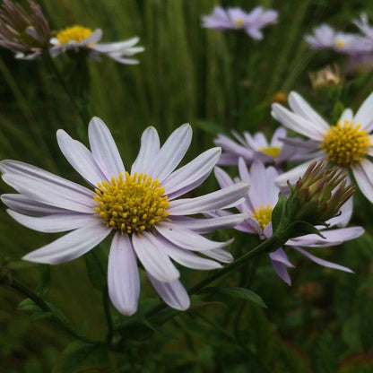 Kalimeris Indica Seeds - Heirloom Flower Plant for Home Gardens