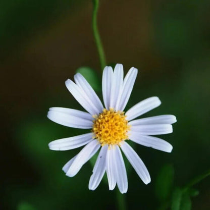 Kalimeris Indica Seeds - Heirloom Flower Plant for Home Gardens