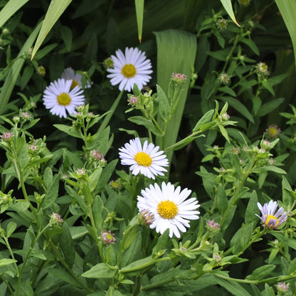 Kalimeris Indica Seeds - Heirloom Flower Plant for Home Gardens