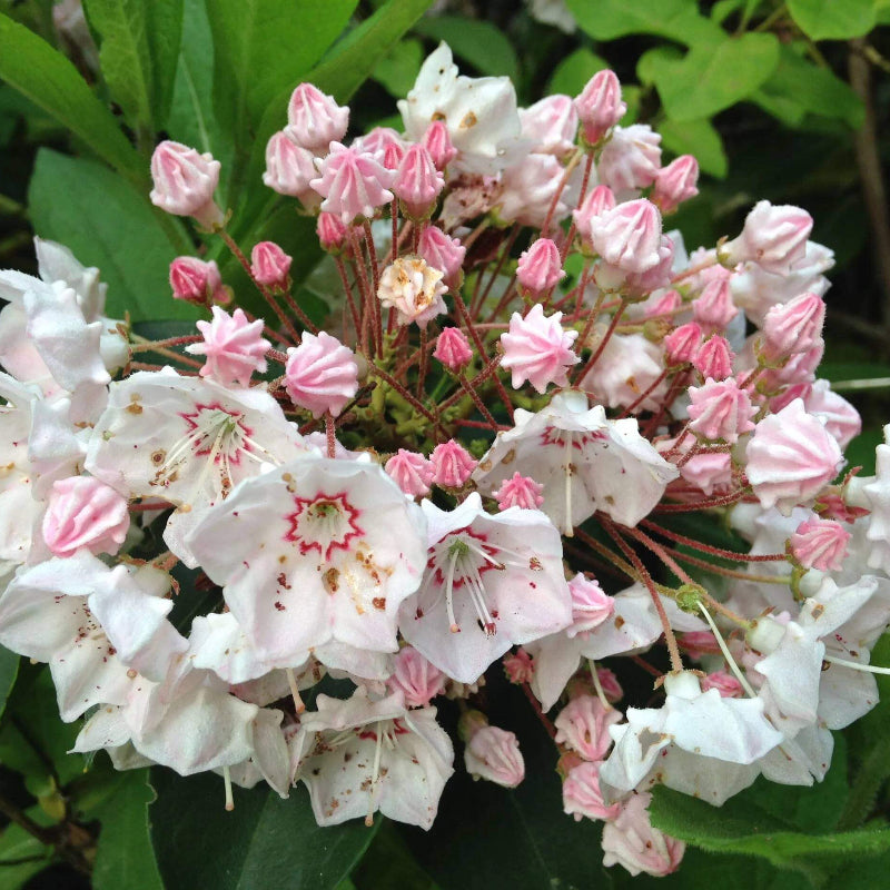 Kalmia Latifolia Seeds - Heirloom Flower Plant for Home Gardens