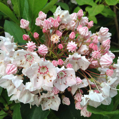 Kalmia Latifolia Seeds - Heirloom Flower Plant for Home Gardens