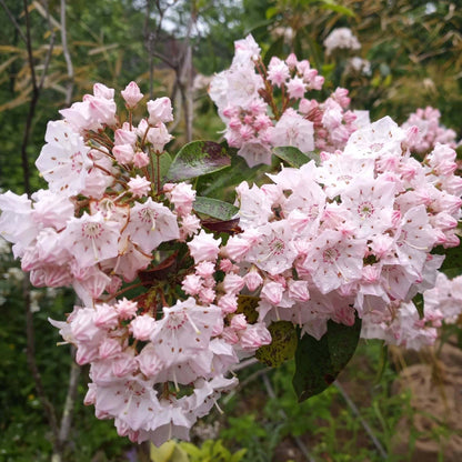 Kalmia Latifolia Seeds - Heirloom Flower Plant for Home Gardens