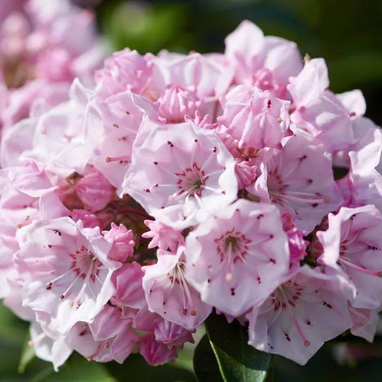 Kalmia Latifolia Seeds - Heirloom Flower Plant for Home Gardens
