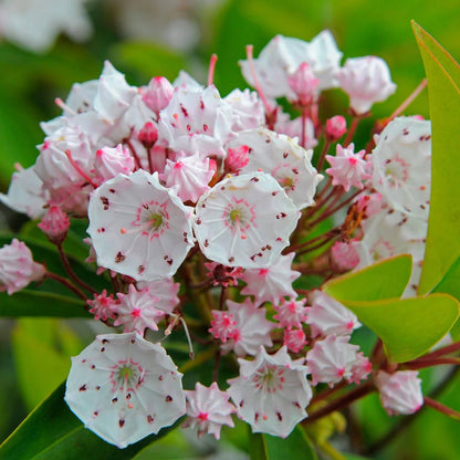 Kalmia Latifolia Seeds - Heirloom Flower Plant for Home Gardens