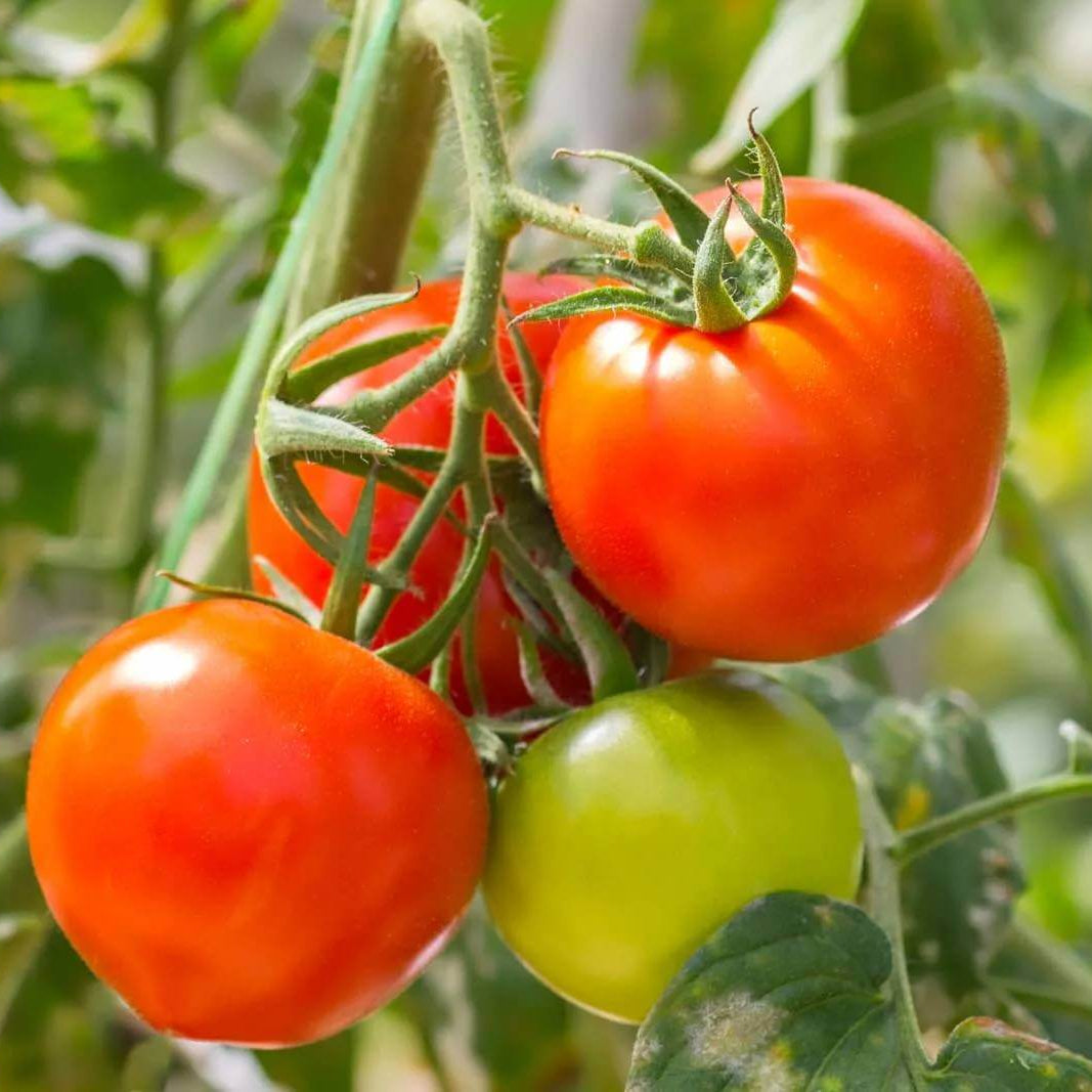 Kamatis Seeds - Heirloom Vegetable Plant for Home Gardens