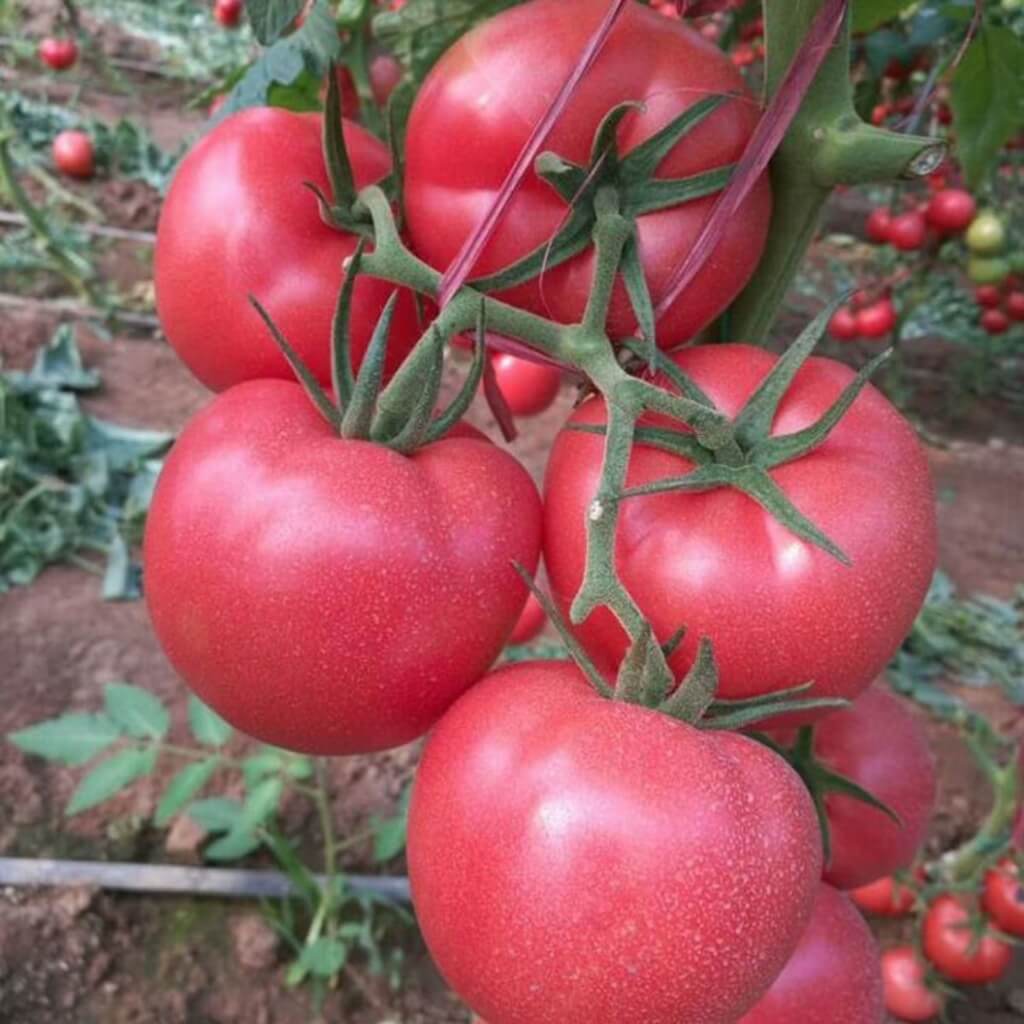 Kamatis Seeds - Heirloom Vegetable Plant for Home Gardens