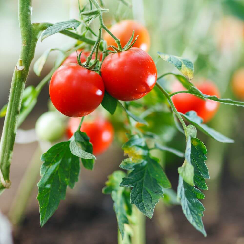 Kamatis Seeds - Heirloom Vegetable Plant for Home Gardens