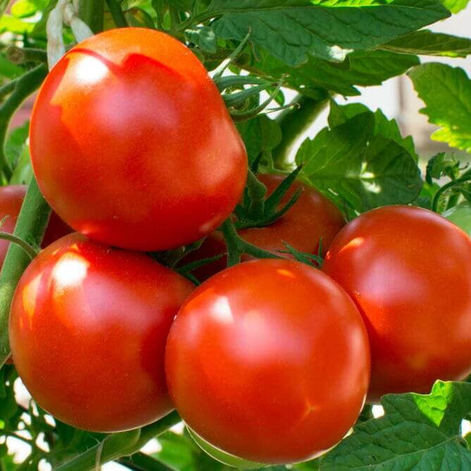 Kamatis Seeds - Heirloom Vegetable Plant for Home Gardens