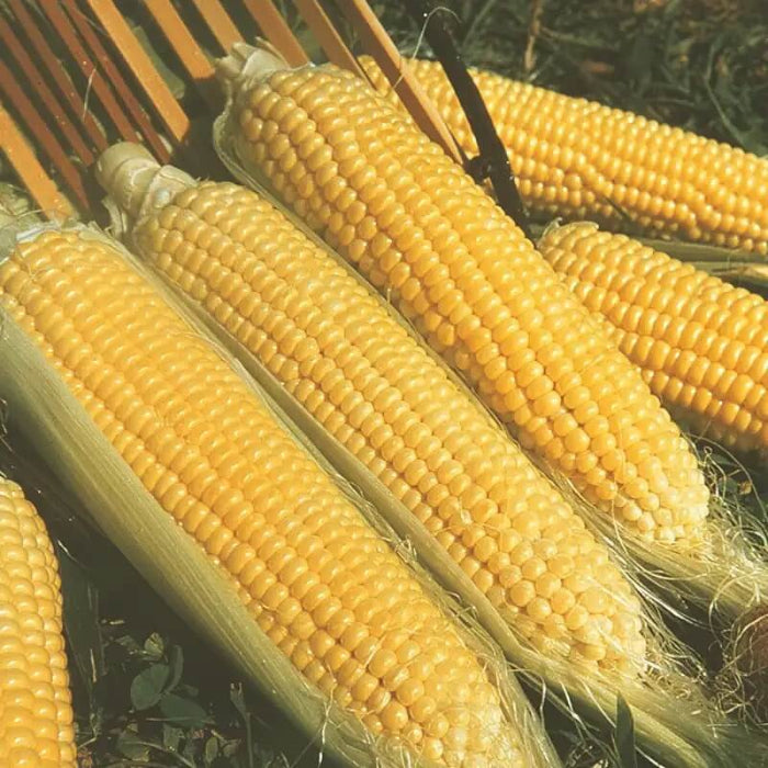 Kandy Korn sweet corn seeds - Vegetable Plant
