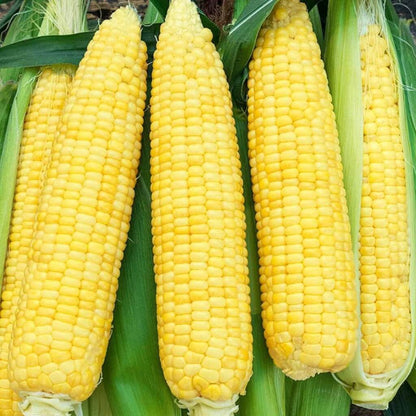 Kandy Korn sweet corn seeds - Vegetable Plant