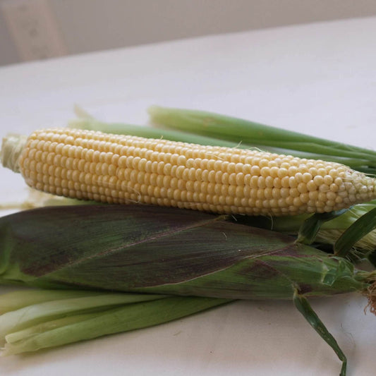 Kandy Korn sweet corn seeds - Vegetable Plant