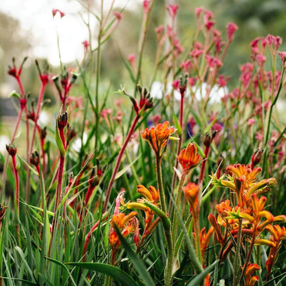 Kangaroo Paw Seeds - Heirloom Flower Plant for Home Gardens