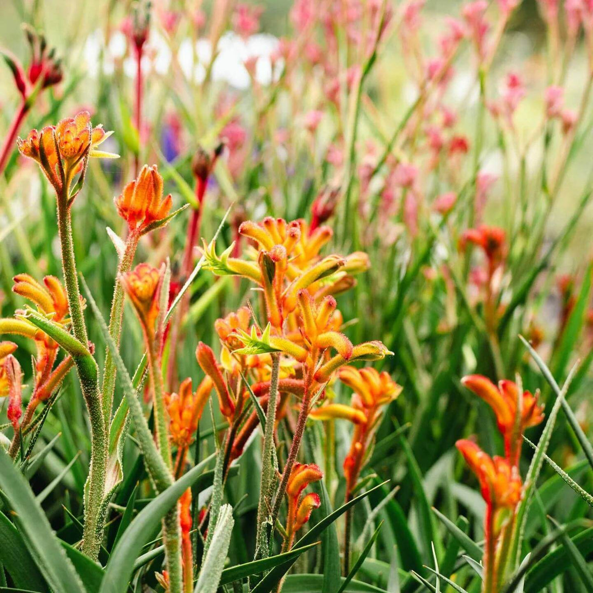 Kangaroo Paw Seeds - Heirloom Flower Plant for Home Gardens