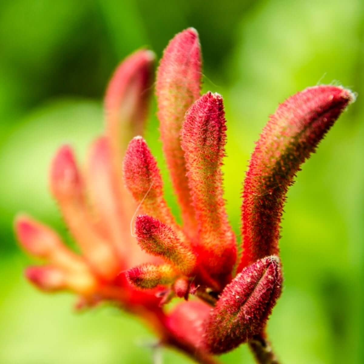 Kangaroo Paw Seeds - Heirloom Flower Plant for Home Gardens