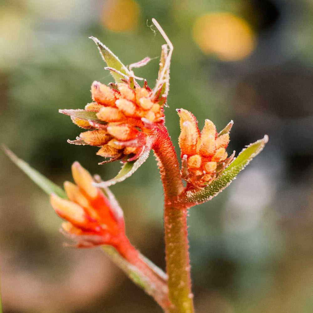 Kangaroo Paw Seeds - Heirloom Flower Plant for Home Gardens