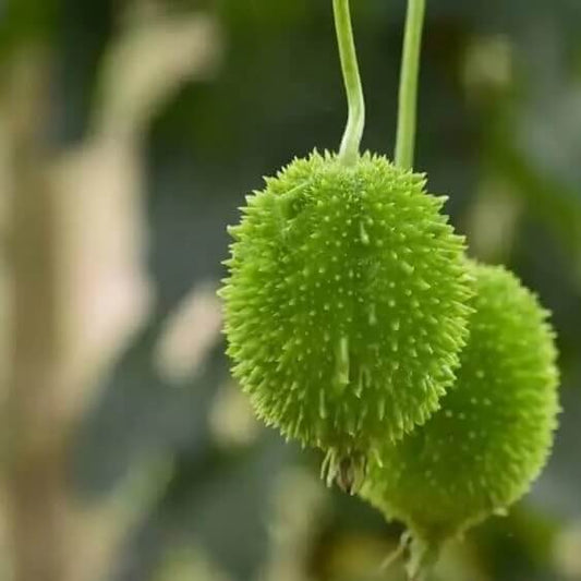 Kantola Seeds