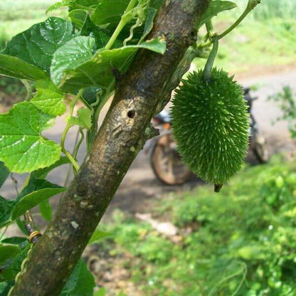 Kantola Seeds for Planting