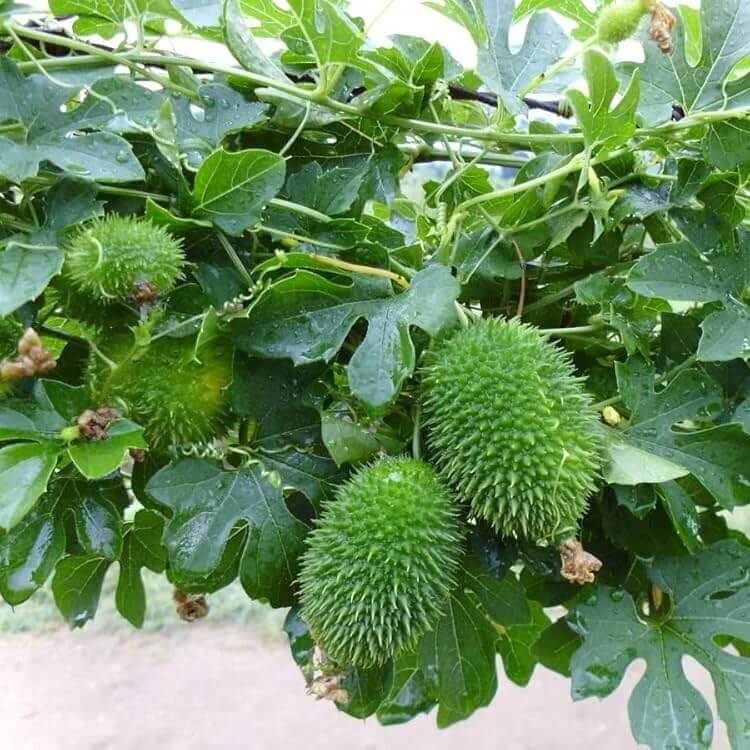 Kantola Seeds for Planting