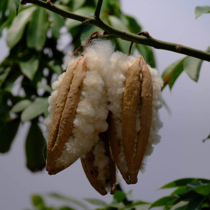 Kapok Tree Seeds