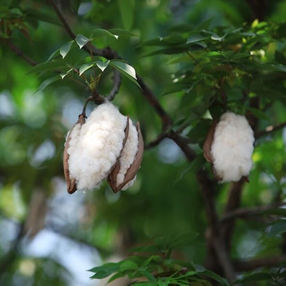 Kapok Tree Seeds