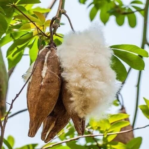 Kapok Tree Seeds
