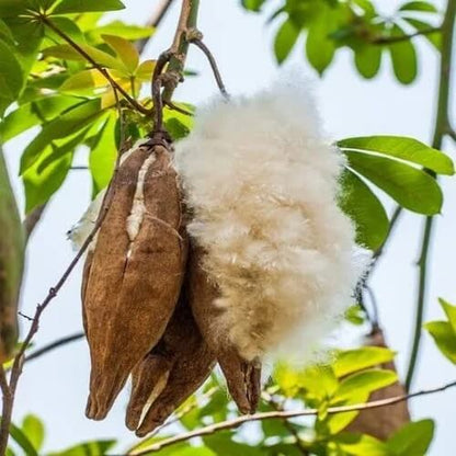 Kapok Tree Seeds