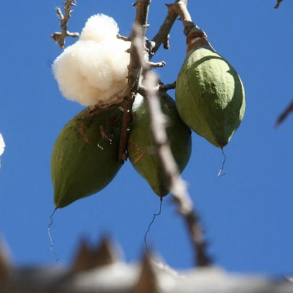 Kapok Tree Seeds