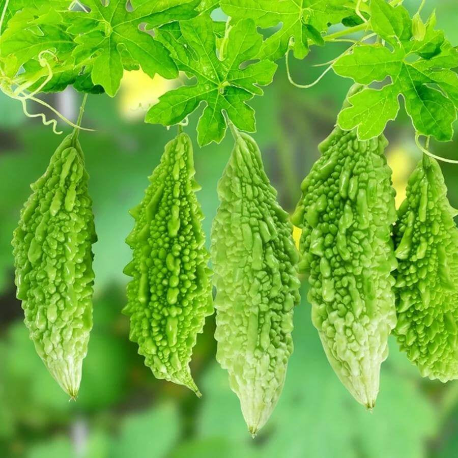 Karela Seeds - Heirloom Vegetable Plant for Home Gardens