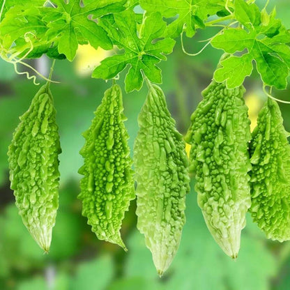 Karela Seeds - Heirloom Vegetable Plant for Home Gardens
