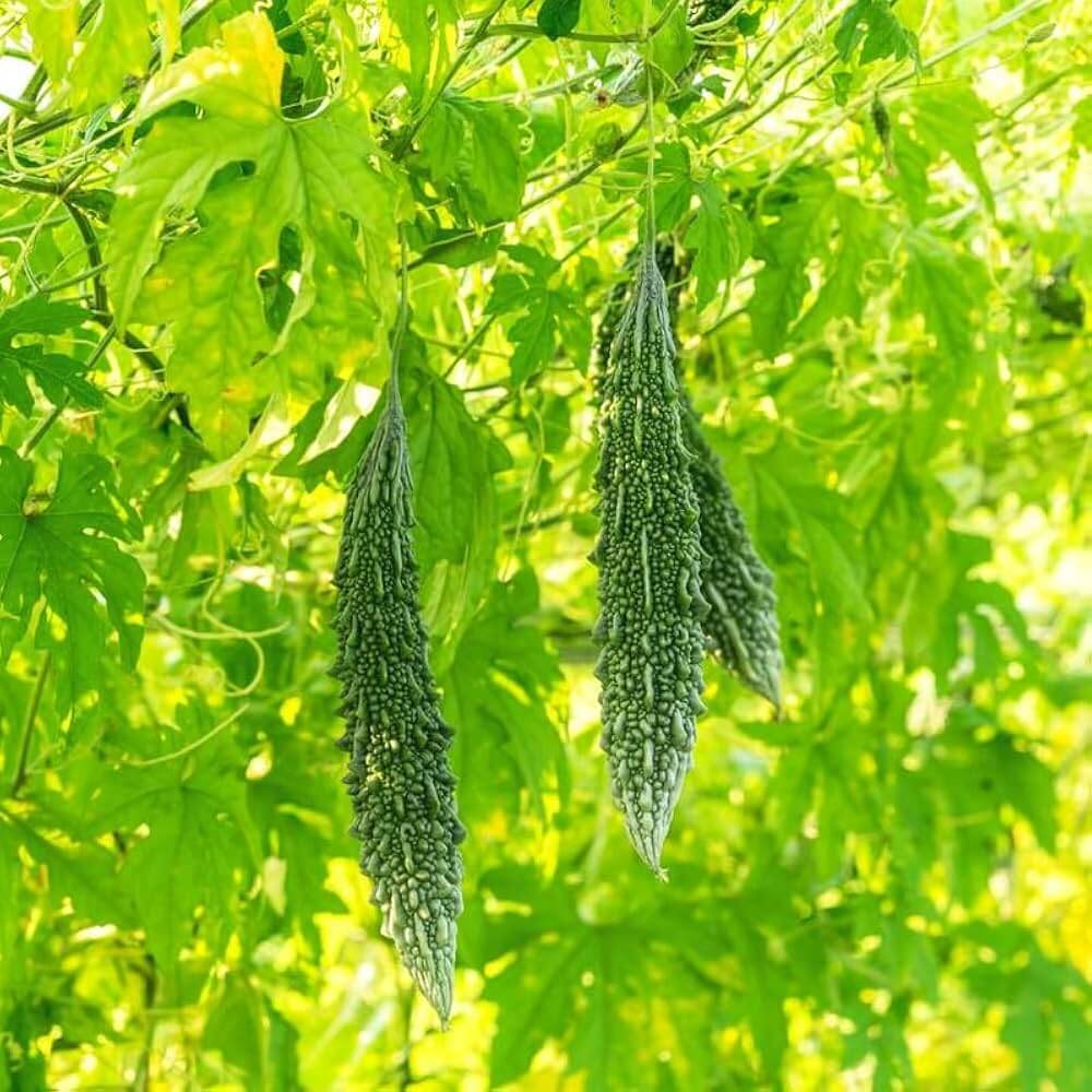 Karela Seeds - Heirloom Vegetable Plant for Home Gardens