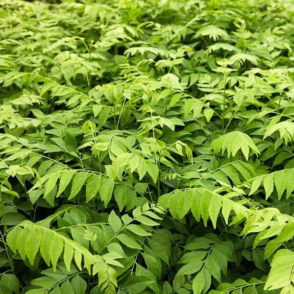Karivepaku Seeds