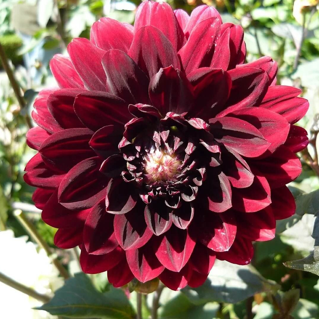 Karma Choc Dahlia Seeds