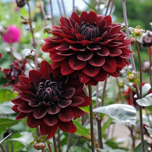 Karma Choc Dahlia Seeds