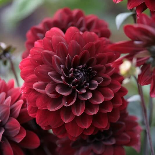 Karma Choc Dahlia Seeds