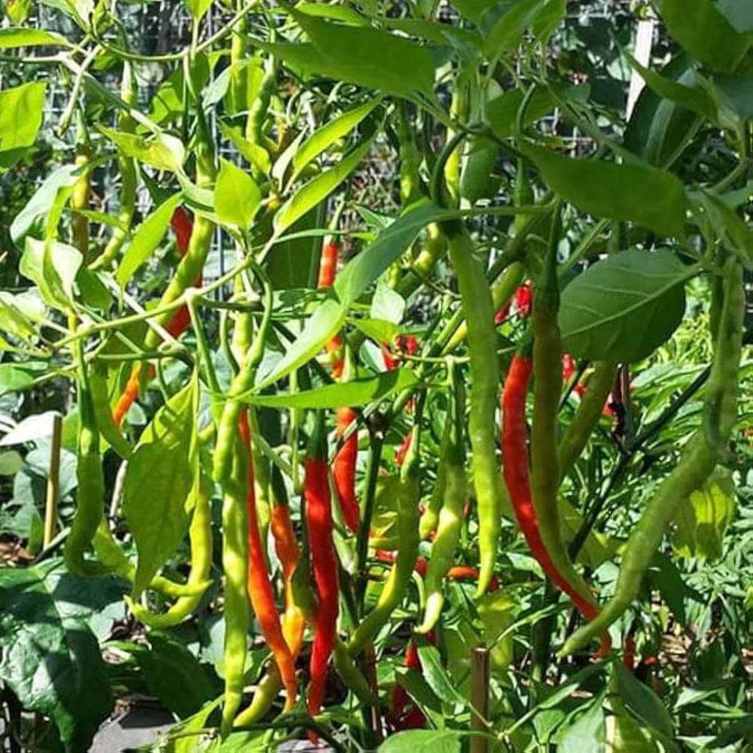 Kashmiri Chili Seeds - Heirloom Vegetable Plant for Home Gardens