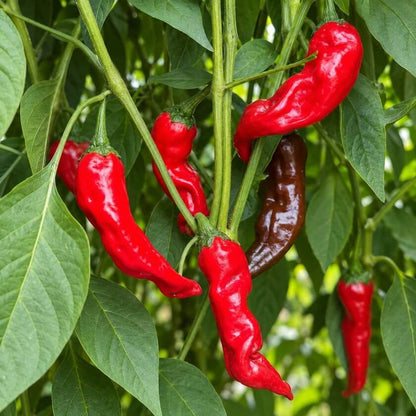 Kashmiri Chili Seeds - Heirloom Vegetable Plant for Home Gardens