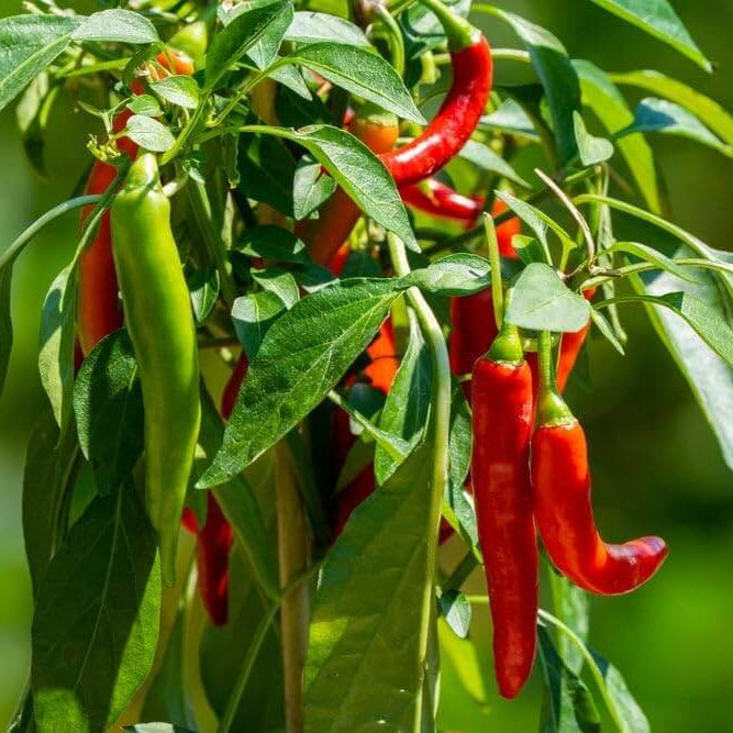 Kashmiri Chili Seeds - Heirloom Vegetable Plant for Home Gardens