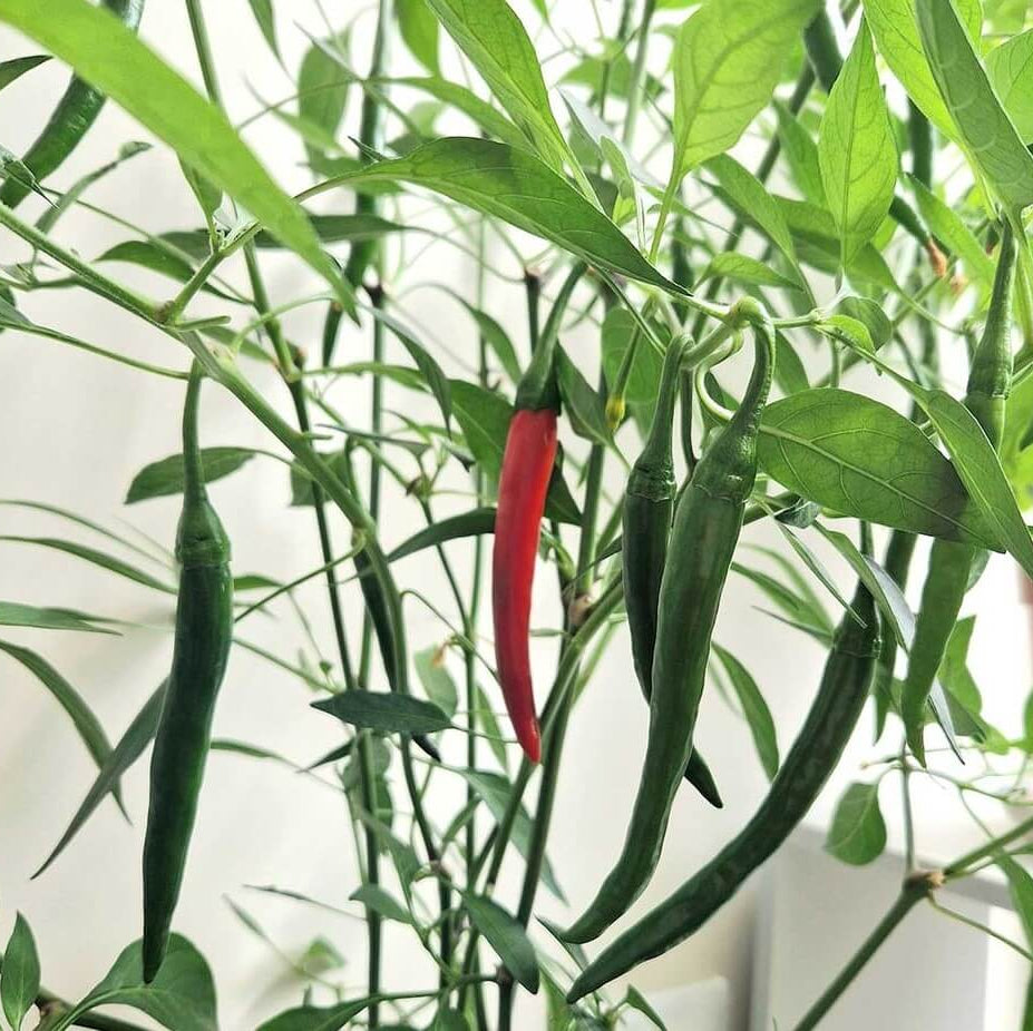 Kashmiri Chili Seeds - Heirloom Vegetable Plant for Home Gardens