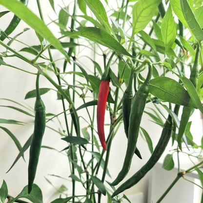 Kashmiri Chili Seeds - Heirloom Vegetable Plant for Home Gardens