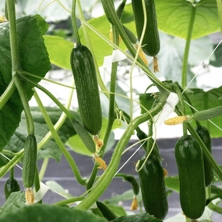 Katrina cucumber seeds - Vegetable Plant