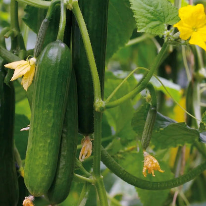 Katrina cucumber seeds - Vegetable Plant