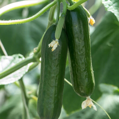 Katrina cucumber seeds - Vegetable Plant