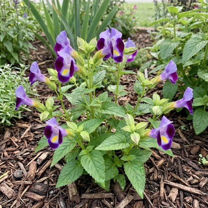 Kauai Torenia Seeds - Heirloom Flower Plant for Home Gardens