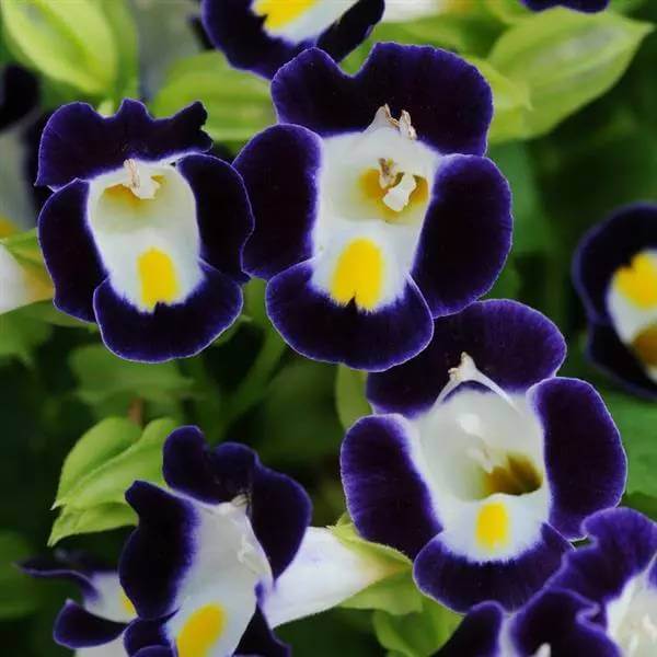 Kauai Torenia Seeds - Heirloom Flower Plant for Home Gardens
