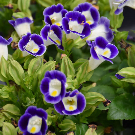 Kauai Torenia Seeds - Heirloom Flower Plant for Home Gardens