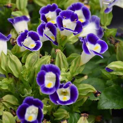 Kauai Torenia Seeds - Heirloom Flower Plant for Home Gardens