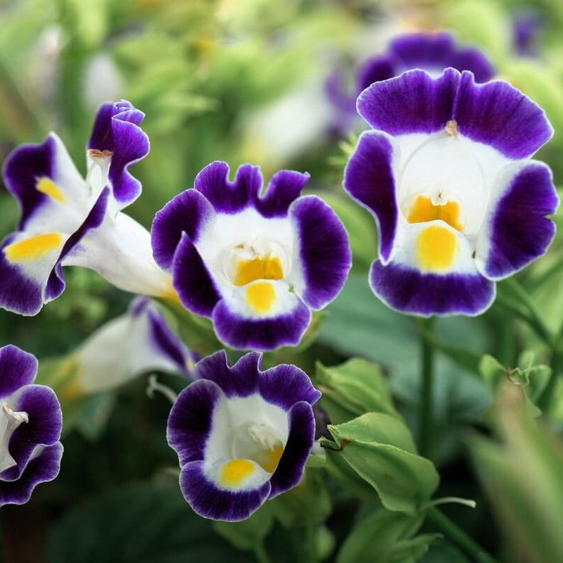 Kauai Torenia Seeds - Heirloom Flower Plant for Home Gardens