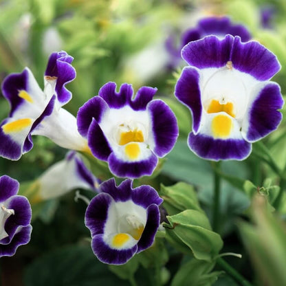 Kauai Torenia Seeds - Heirloom Flower Plant for Home Gardens
