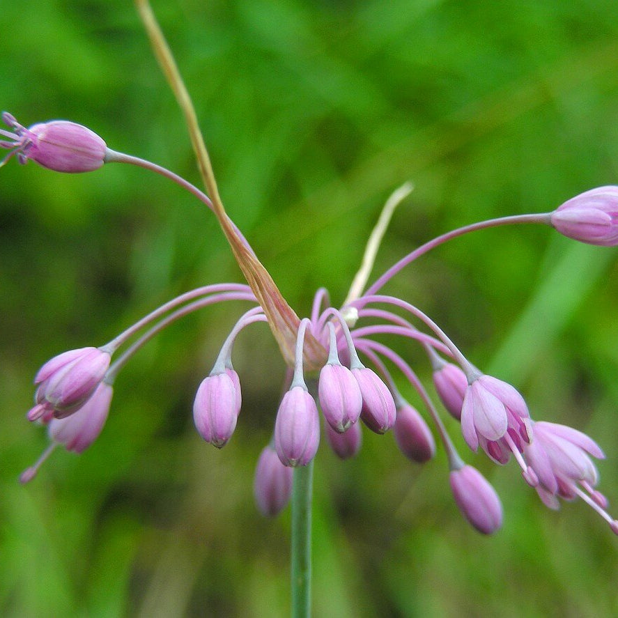 Keeled Garlic Seeds 