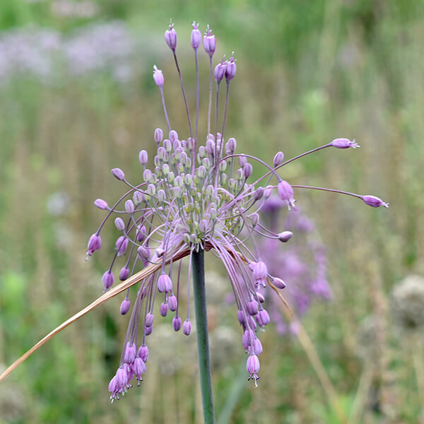 Keeled Garlic Seeds 